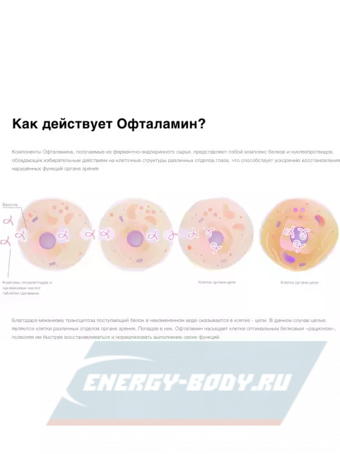  Цитамины Офталамин Классик 40 таблеток