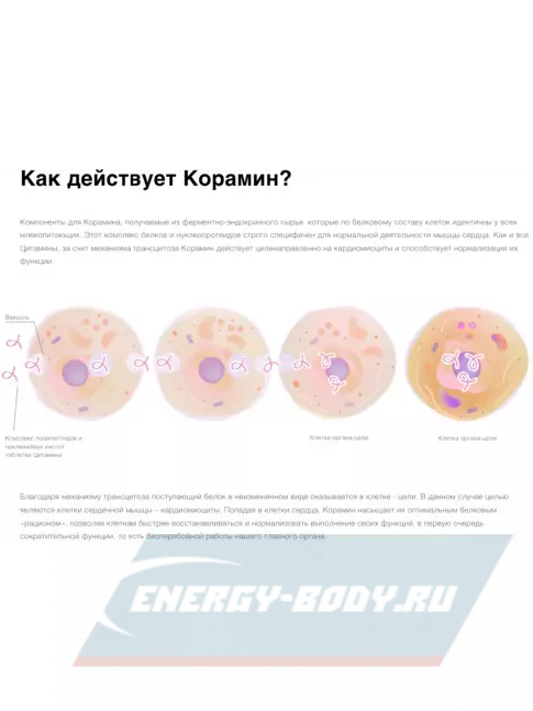  Цитамины Корамин 40 таблеток
