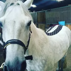 ROCKTAPE Кинезиотейп Equine, 10см x 5м (для лошадей) Тайпы